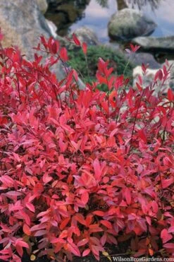 Virginia Sweetspire (Itea Virginica) - 3 Gallon Pot 18 Virginia Sweetspire (Itea Virginica) - 3 Gallon Pot -Garden Plants Shop itea virginica virginia sweetspire 8 1