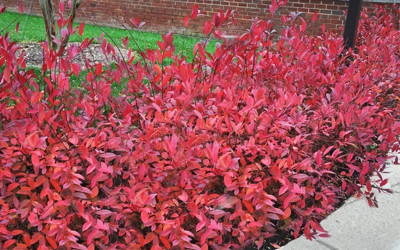 Virginia Sweetspire (Itea Virginica) - 3 Gallon Pot 6 Virginia Sweetspire (Itea Virginica) - 3 Gallon Pot - Image 4