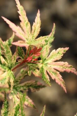 Radiant Variegated Japanese Maple - 3 Gallon Pot