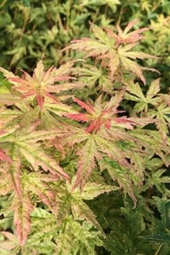 Radiant Variegated Japanese Maple - 3 Gallon Pot -Garden Plants Shop japanese Maple Radiant 7