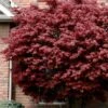 Bloodgood Red Leaf Japanese Maple - 5 Gallon Pot (4-5')