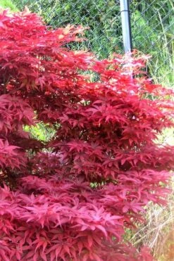 Fireglow Red Leaf Japanese Maple - 5 Gallon Pot (4.5-5.5') -Garden Plants Shop japanese maple fireglow 11