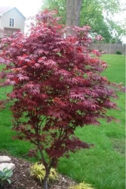Fireglow Red Leaf Japanese Maple - 5 Gallon Pot (4.5-5.5') -Garden Plants Shop japanese maple fireglow 12