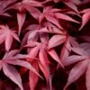 Fireglow Red Leaf Japanese Maple - 5 Gallon Pot (4.5-5.5') -Garden Plants Shop japanese maple fireglow 13