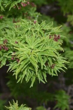Lions Head Japanese Maple - Acer Palmatum 'Shishigashira' - 5 Gallon Pot -Garden Plants Shop japanese maple lions head shishigashira 1