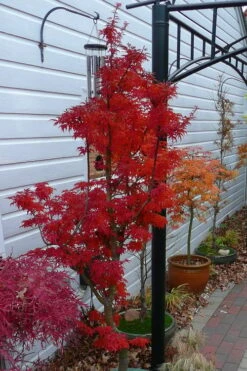 Lions Head Japanese Maple - Acer Palmatum 'Shishigashira' - 5 Gallon Pot -Garden Plants Shop japanese maple lions head shishigashira 3