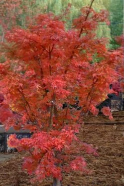 Lions Head Japanese Maple - Acer Palmatum 'Shishigashira' - 5 Gallon Pot -Garden Plants Shop japanese maple lions head shishigashira 4