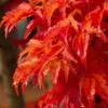 Lions Head Japanese Maple - Acer Palmatum 'Shishigashira' - 5 Gallon Pot -Garden Plants Shop japanese maple lions head shishigashira 5