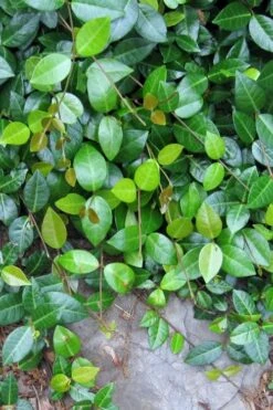 Asian Jasmine - Asiatic Jasmine - 6 Pack Of Pint Pots 15 Asian Jasmine - Asiatic Jasmine - 6 Pack Of Pint Pots -Garden Plants Shop jasmine asian 10