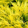 Limeglow Golden Andorra Compact Juniper - 3 Gallon Pot -Garden Plants Shop juniper horizontalis lime glow 26