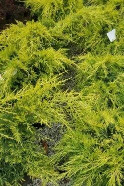 Gold Lace Juniper - 6 Pack Of 1 Gallon Pot -Garden Plants Shop juniperus chinensis gold lace juniper 2