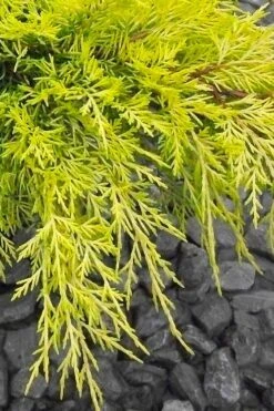 Gold Lace Juniper - 6 Pack Of 1 Gallon Pot -Garden Plants Shop juniperus chinensis gold lace juniper 3