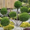 Sea Green Juniper Pom Pom Topiary - 3 Gallon Pot -Garden Plants Shop juniperus chinensis sea green pom pom topiary 2