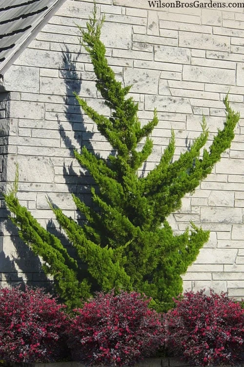 Hollywood Torulosa Juniper - 7 Gallon Pot (4-5') 3 Hollywood Torulosa Juniper - 7 Gallon Pot (4-5')