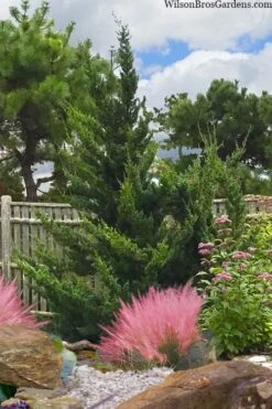 Hollywood Torulosa Juniper - 7 Gallon Pot (4-5') 12 Hollywood Torulosa Juniper - 7 Gallon Pot (4-5') -Garden Plants Shop juniperus chinensis torulosa hollywood 101