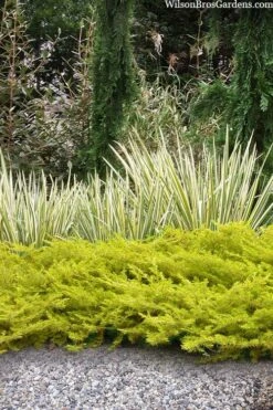 All Gold Golden Pacific Juniper - 6 Pack Of 1 Gallon Pots -Garden Plants Shop juniperus conferta all gold pacific shore juniper 20