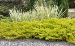 All Gold Golden Pacific Juniper - 1 Gallon Pot -Garden Plants Shop juniperus conferta all gold pacific shore juniper 21