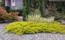 All Gold Golden Pacific Juniper - 1 Gallon Pot -Garden Plants Shop juniperus conferta all gold pacific shore juniper 22