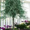 Blue Rug Juniper Tree Form Topiary - 3 Gallon Pot