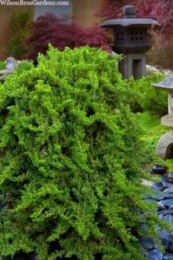 Staked Green Mound Japanese Garden Juniper - 1 Gallon Pot -Garden Plants Shop juniperus procumbens nana green mound japanese garden juniper staked topiary 1