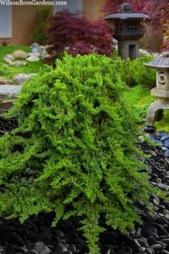 Staked Green Mound Japanese Garden Juniper - 1 Gallon Pot -Garden Plants Shop juniperus procumbens nana green mound japanese garden juniper staked topiary 5