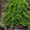 Staked Green Mound Japanese Garden Juniper - 1 Gallon Pot -Garden Plants Shop juniperus procumbens nana green mound japanese garden juniper staked topiary 8