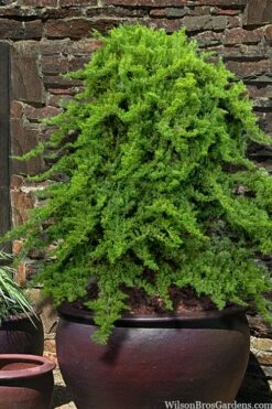 Staked Green Mound Japanese Garden Juniper - 1 Gallon Pot