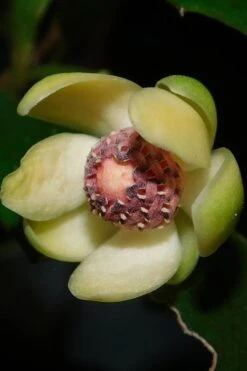 Chirifu Evergreen Magnolia Vine (Kadsura Japonica) - 2 Gallon Pot -Garden Plants Shop kadsura japonica chirfu variegated evergreen magnolia vine 3