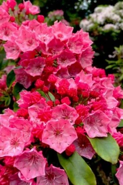 Featured Products 11 Raspberry Glow Mountain Laurel (Kalmia Latifolia) - 3 Gallon Pot