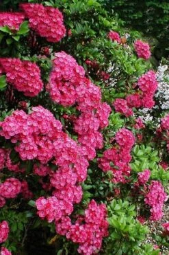 Raspberry Glow Mountain Laurel (Kalmia Latifolia) - 3 Gallon Pot -Garden Plants Shop kalmia latifolia raspberry glow 3