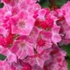 Show Time Mountain Laurel (Kalmia Latifolia) - 3 Gallon Pot 1 Show Time Mountain Laurel (Kalmia Latifolia) - 3 Gallon Pot -Garden Plants Shop kalmia latifolia show time mountain laurel 1