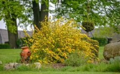 Japanese Marigold Bush (Kerria Japonica 'Pleniflora') - 5 Pack Of Quart Pots -Garden Plants Shop kerria japonica plenaflora japanese rose 3