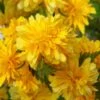 Japanese Marigold Bush (Kerria Japonica 'Pleniflora') - 5 Pack Of Quart Pots 2 Japanese Marigold Bush (Kerria Japonica 'Pleniflora') - 5 Pack Of Quart Pots -Garden Plants Shop kerria japonica plenaflora japanese rose 5