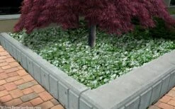 Purple Dragon Lamium - 1 Gallon Pot -Garden Plants Shop lamium maculatam white nancy spotted dead nettle 105