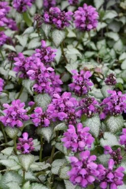 Purple Dragon Lamium - 1 Gallon Pot -Garden Plants Shop lamium maculatum purple dragon 3