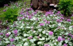 Purple Dragon Lamium - 1 Gallon Pot -Garden Plants Shop lamium maculatum purple dragon 4