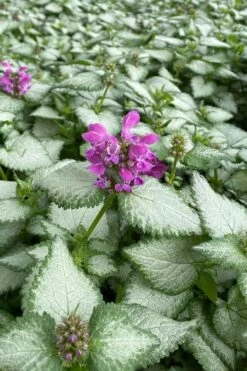 Purple Dragon Lamium - 1 Gallon Pot -Garden Plants Shop lamium maculatum purple dragon 7