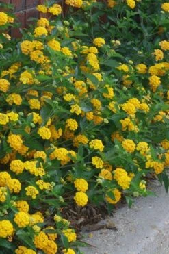New Gold Hardy Lantana - 5 Pack Of Quart Pots -Garden Plants Shop lantana new gold 10