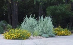 New Gold Hardy Lantana - 5 Pack Of Quart Pots -Garden Plants Shop lantana new gold 11