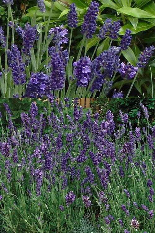 Ellagance Purple English Lavender - 5 Pack Of Quart Pots 7 Ellagance Purple English Lavender - 5 Pack Of Quart Pots - Image 5