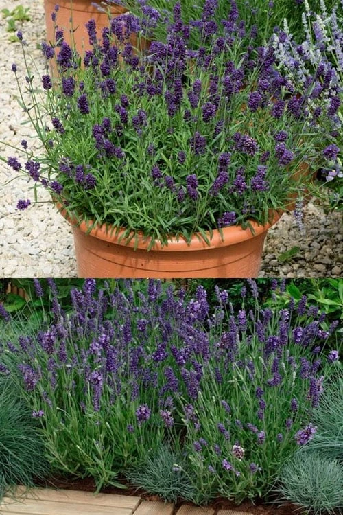 Ellagance Purple English Lavender - 5 Pack Of Quart Pots 6 Ellagance Purple English Lavender - 5 Pack Of Quart Pots - Image 4