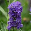 Ellagance Purple English Lavender - 5 Pack Of Quart Pots -Garden Plants Shop lavandula angustifolia ellagance purple english lavender 4