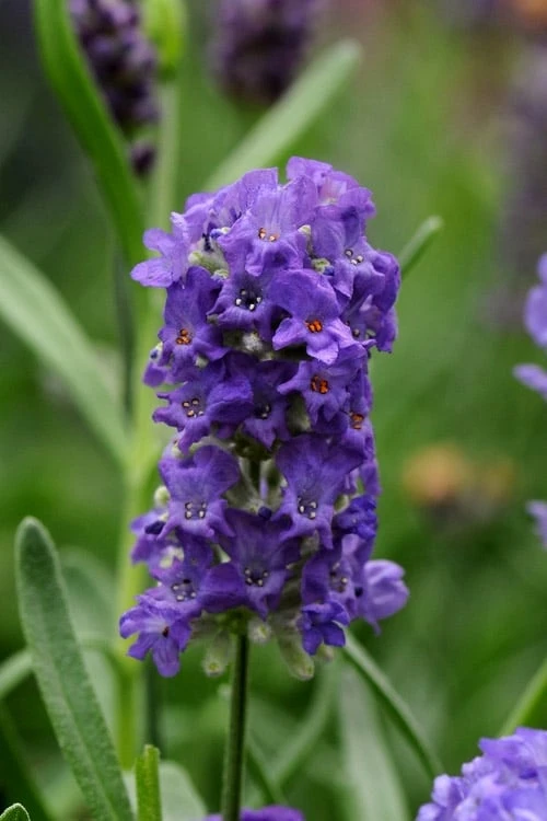 Ellagance Purple English Lavender - 5 Pack Of Quart Pots 3 Ellagance Purple English Lavender - 5 Pack Of Quart Pots