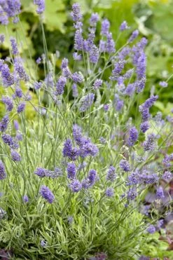 Platinum Blonde English Lavender Plant - 1 Gallon Pot -Garden Plants Shop lavandula angustifolia momparler platinum blonde lavender 2