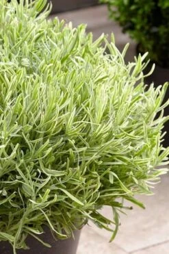 Platinum Blonde English Lavender Plant - 1 Gallon Pot -Garden Plants Shop lavandula angustifolia momparler platinum blonde lavender 5