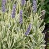 Platinum Blonde English Lavender Plant - 1 Gallon Pot