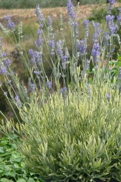 Platinum Blonde English Lavender Plant - 1 Gallon Pot -Garden Plants Shop lavandula angustifolia momparler platinum blonde lavender 7