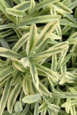 Platinum Blonde English Lavender Plant - 1 Gallon Pot -Garden Plants Shop lavandula angustifolia momparler platinum blonde lavender 8