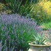 Provence French Lavender - 5 Pack Of Quart Pots -Garden Plants Shop lavandula20intermedia provencer french lavender 102