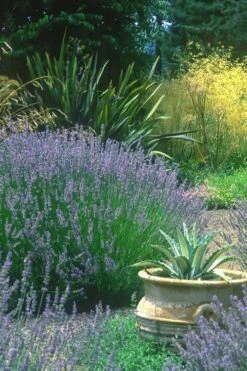 Provence French Lavender - 5 Pack Of Quart Pots